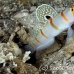 shrimpgoby_randalls_cr_hsb_r_h_0313_kom3314.jpg